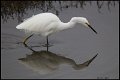_7SB3049 snowy egret